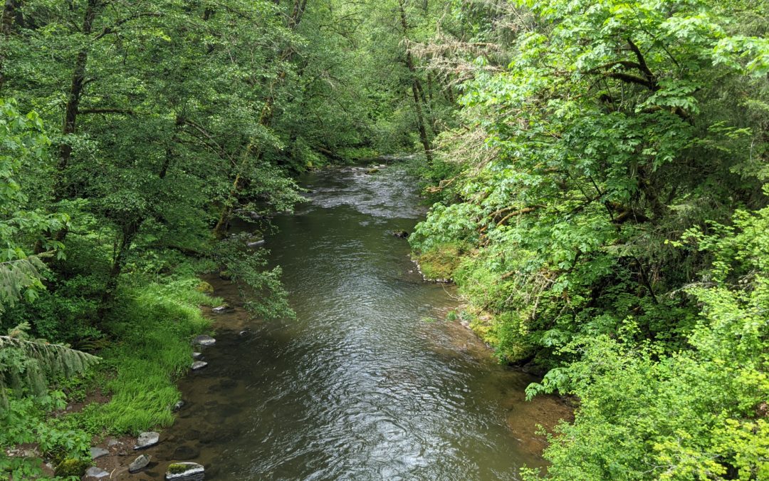 Chehalis Basin Strategy – Aquatic Species Restoration Plan (ASRP)